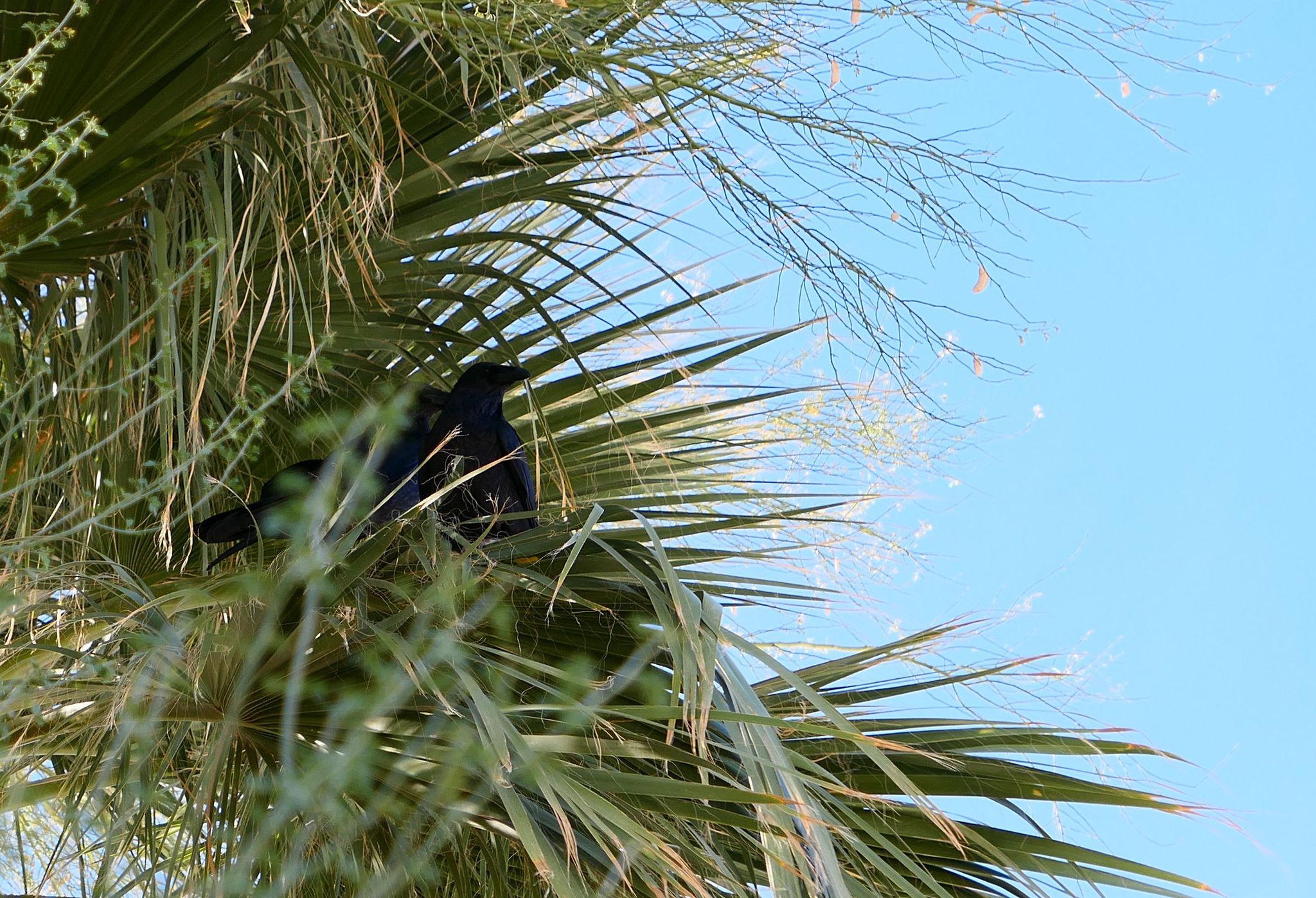 Two ravens in palm tree at Anza-Borrego Desert State Park