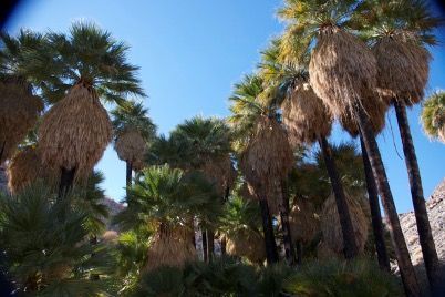 Palm Oasis near Mountain Palm Springs