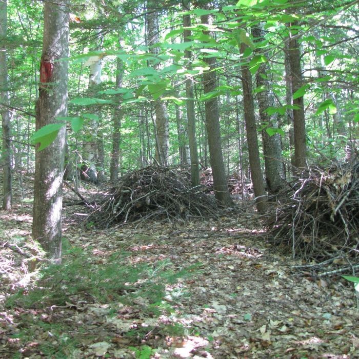 Piles of brush in a forest.