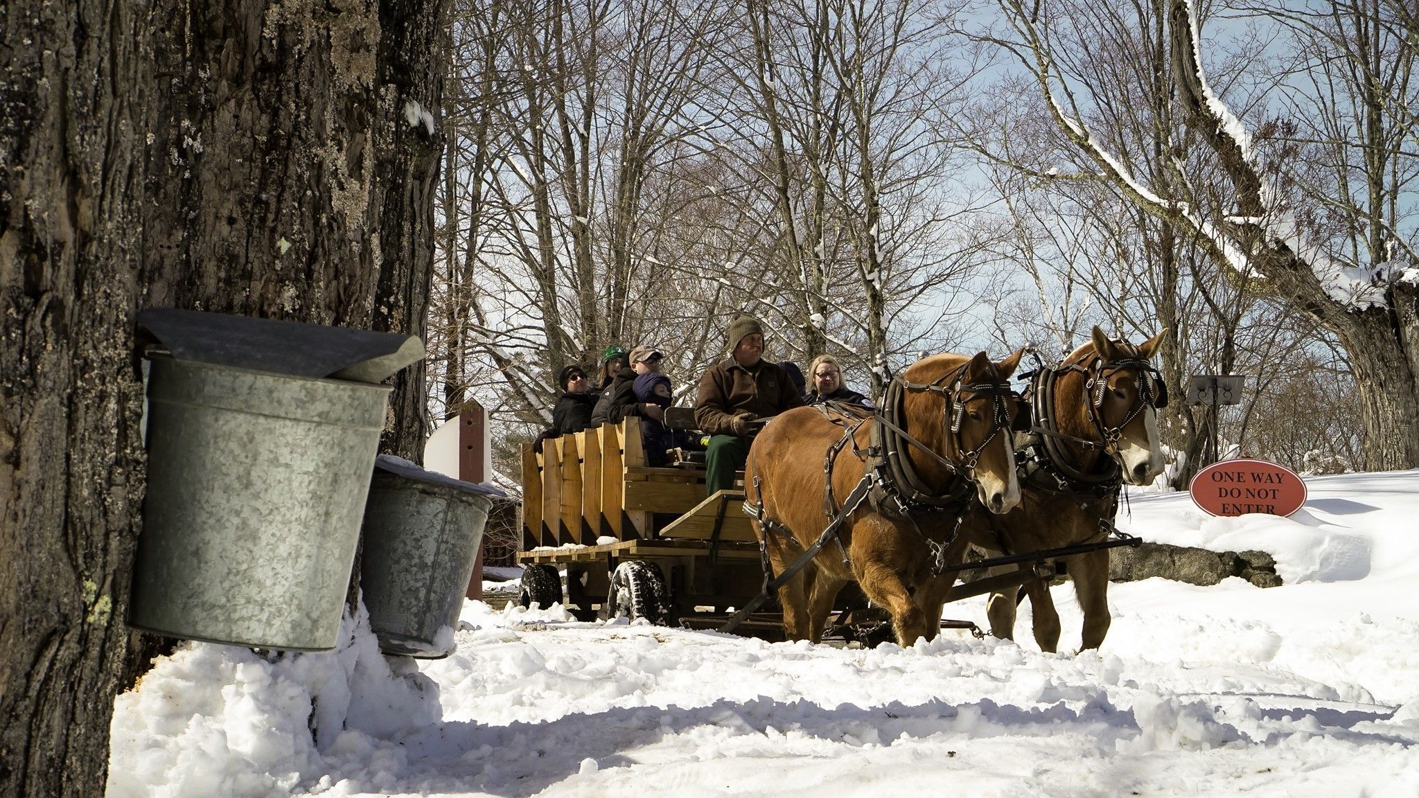 A horse-drawn wagon with adults and children passes by two maple trees with metal sap buckets attached on the snowy road at The Rocks.