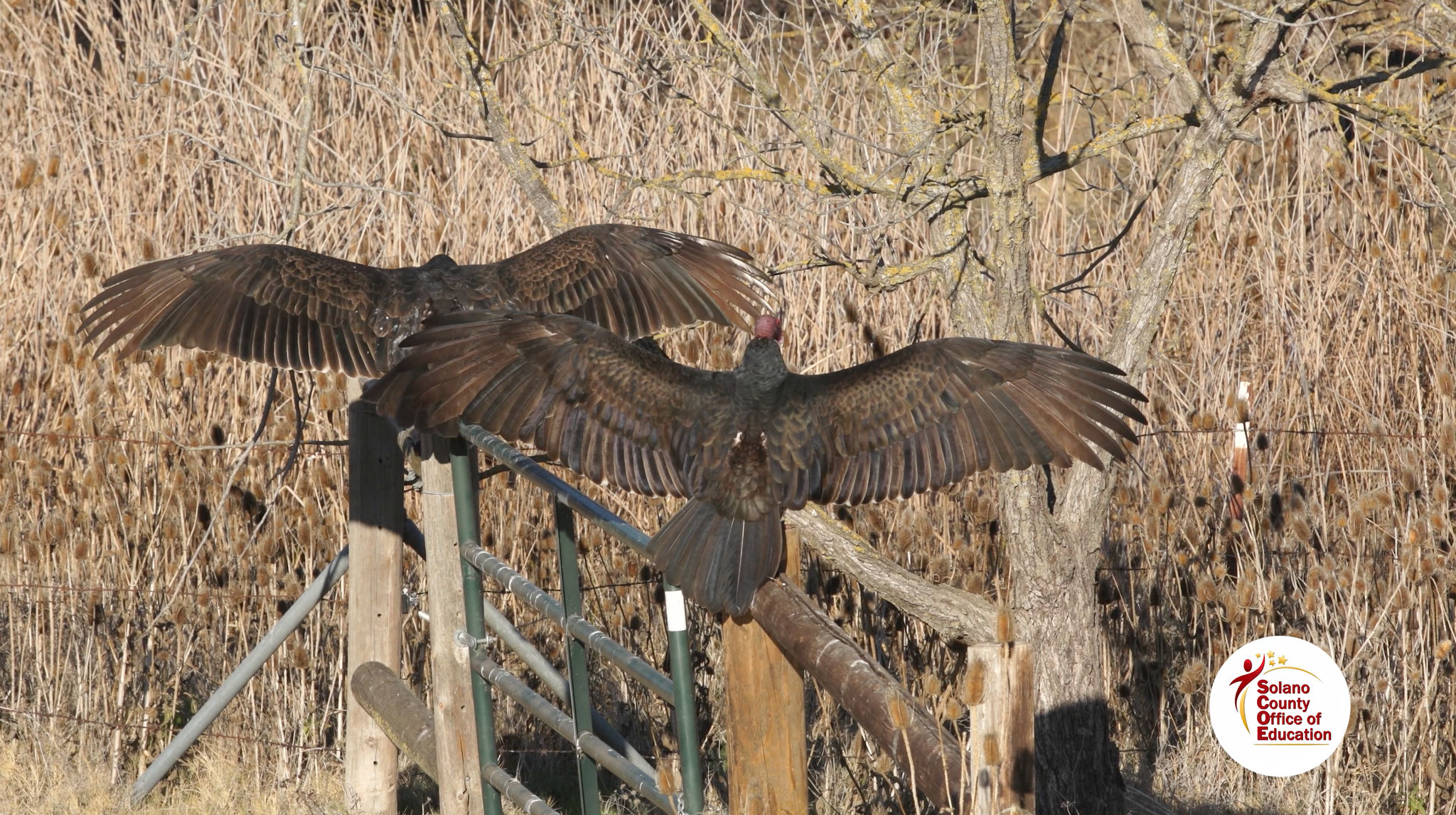 Turkey Vultures Sunning on a Fence