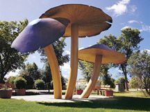 Vilna giant mushrooms 2003