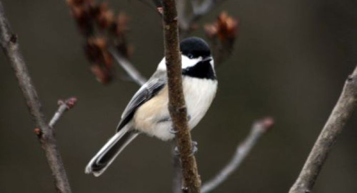 A chickadee rests on a branch in winter.