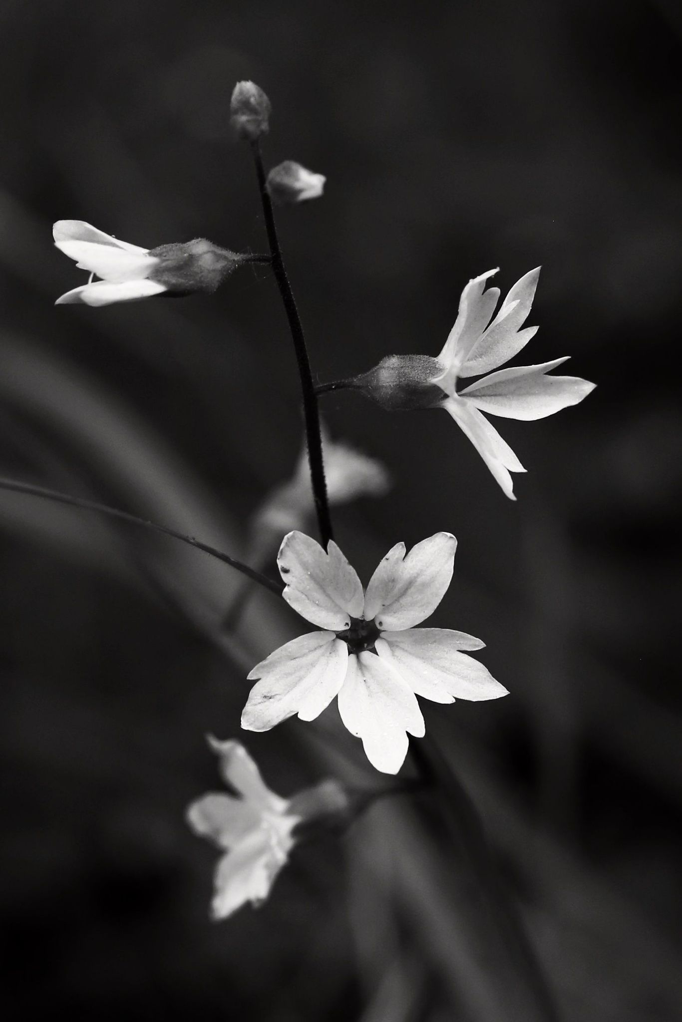 Prairie Star Flowers in Black and White