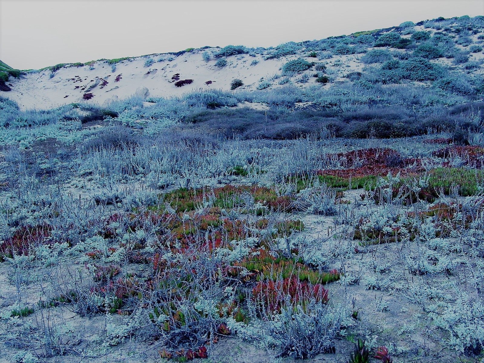 https://castateparksweek.org/wp-content/uploads/FODSP_NativeDunesPlants_K-Gray-3-07.jpg?wpId=868