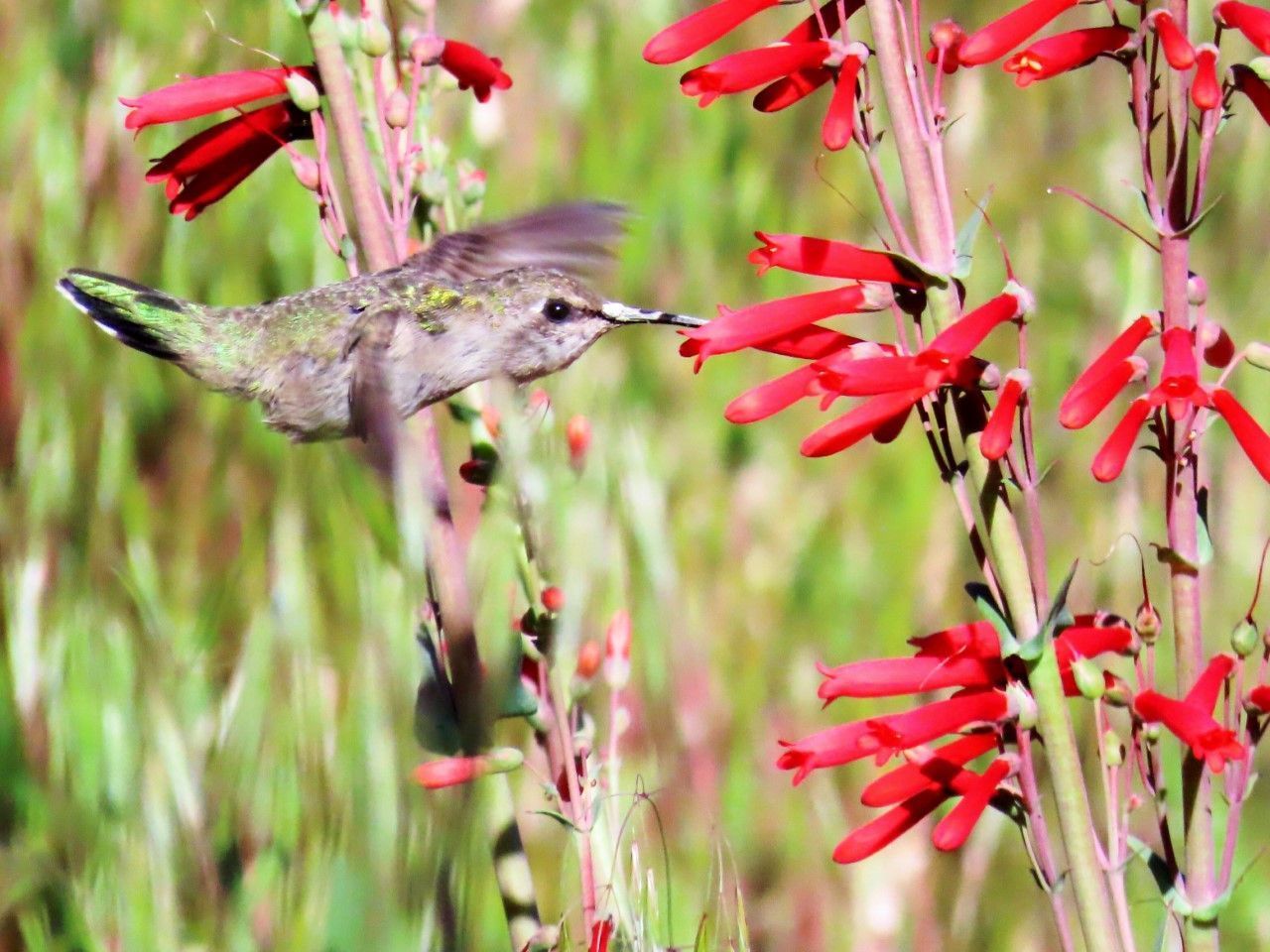 Humming bird at flower