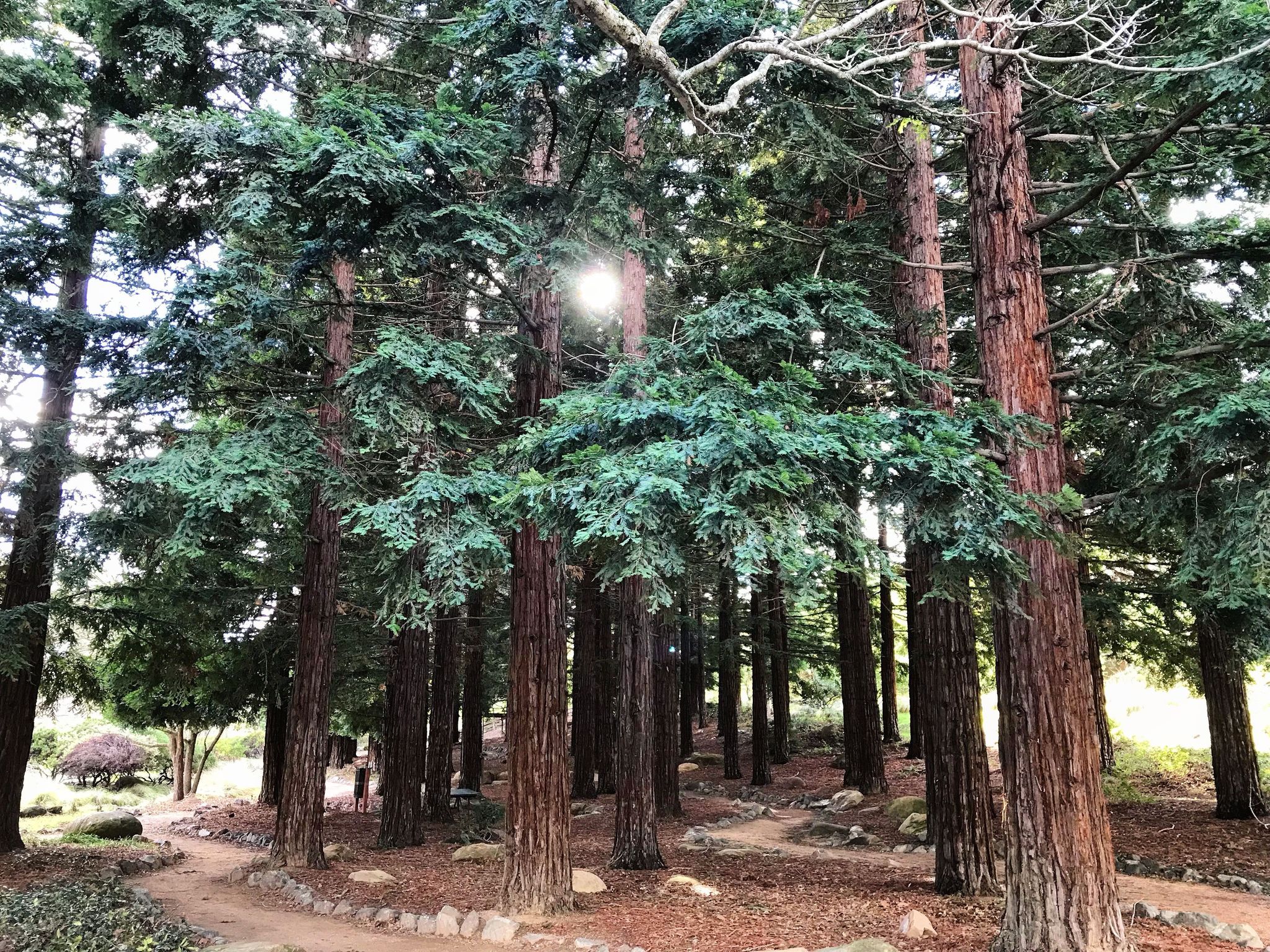 Hume Grove trees