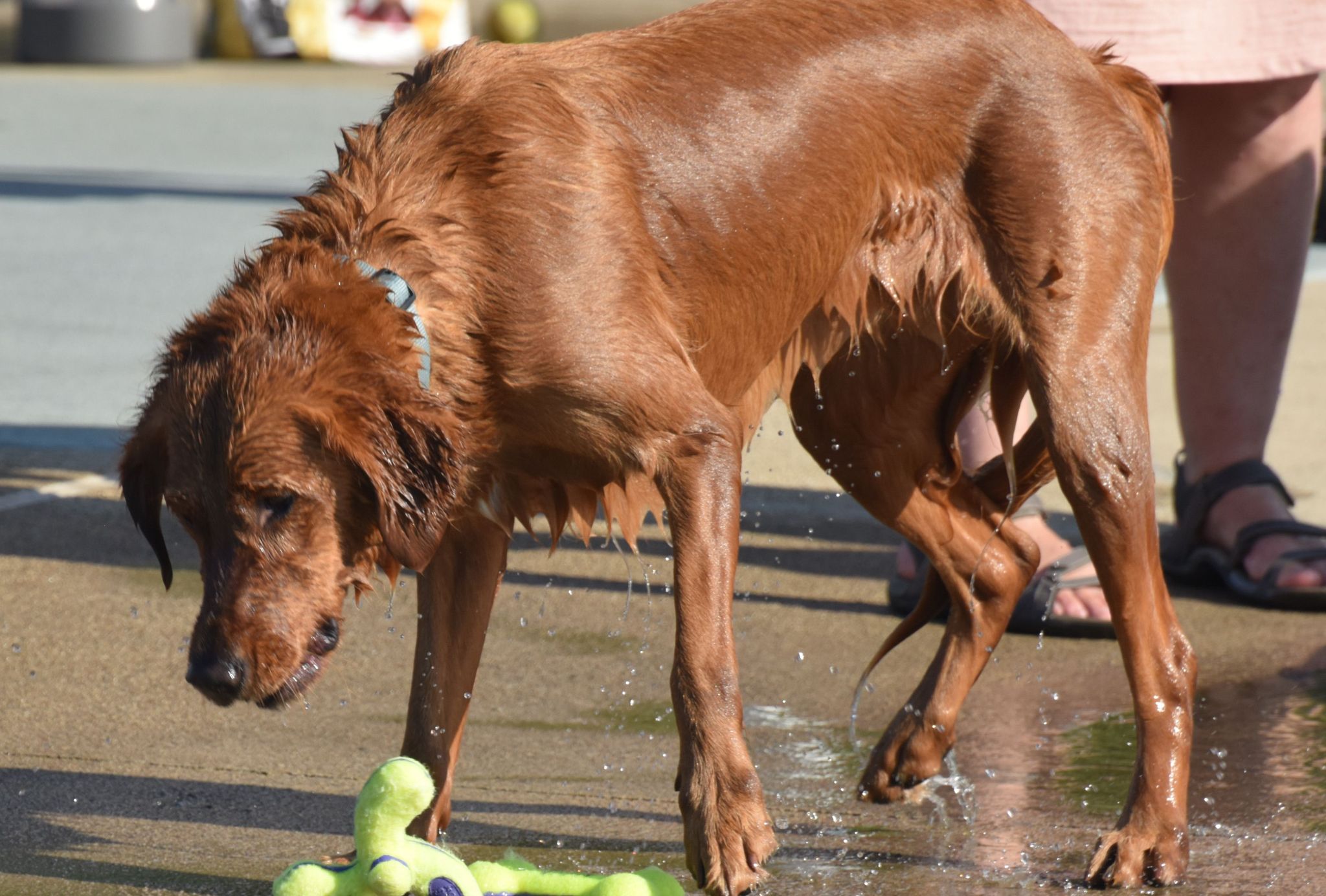 brown dog with a yellow chew toy