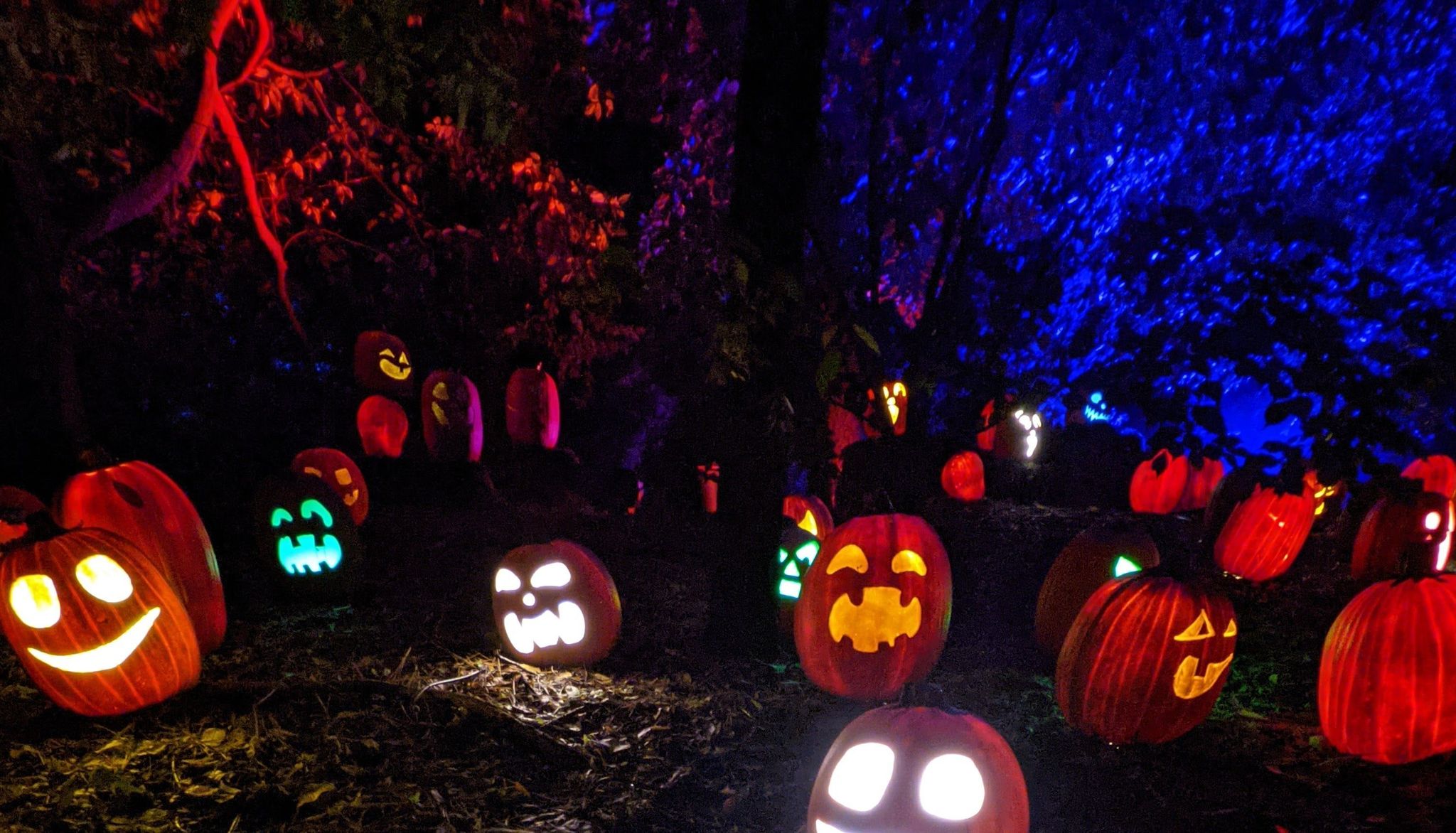Picture of multiple jack o lanterns under blue and red lights