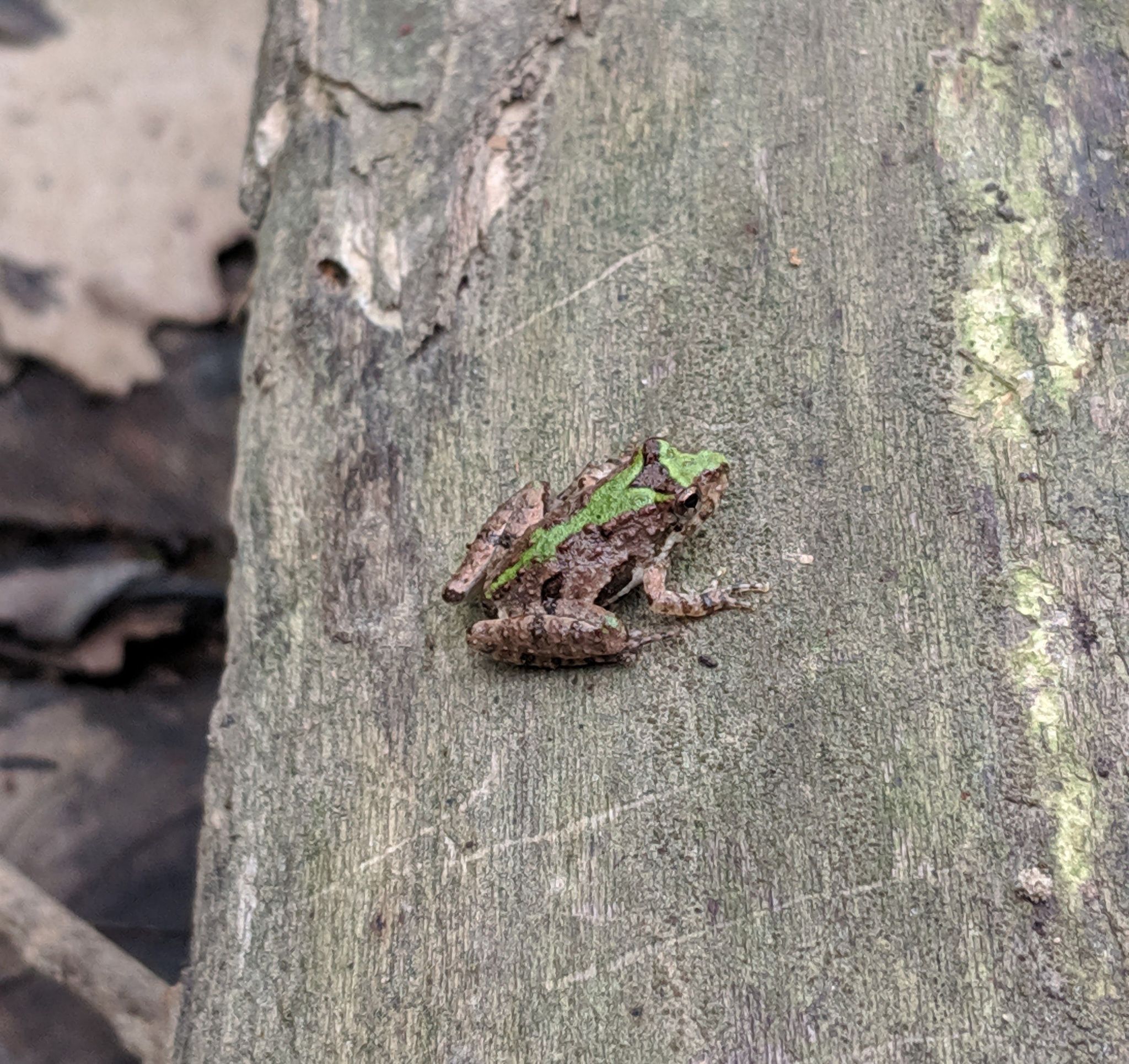 A picture of a cricket frog sitting on the side of a tree