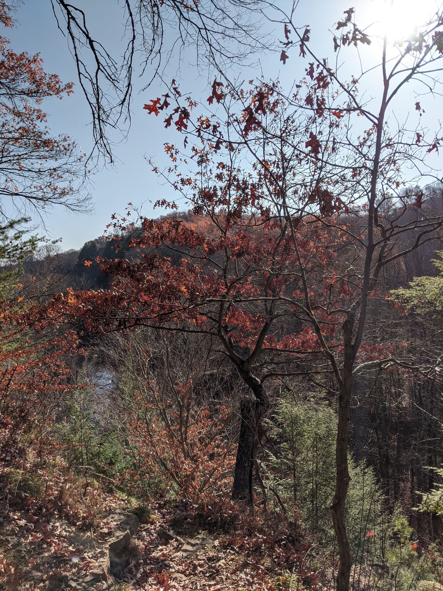 A picture of some trees with fall leaves sitting above a river