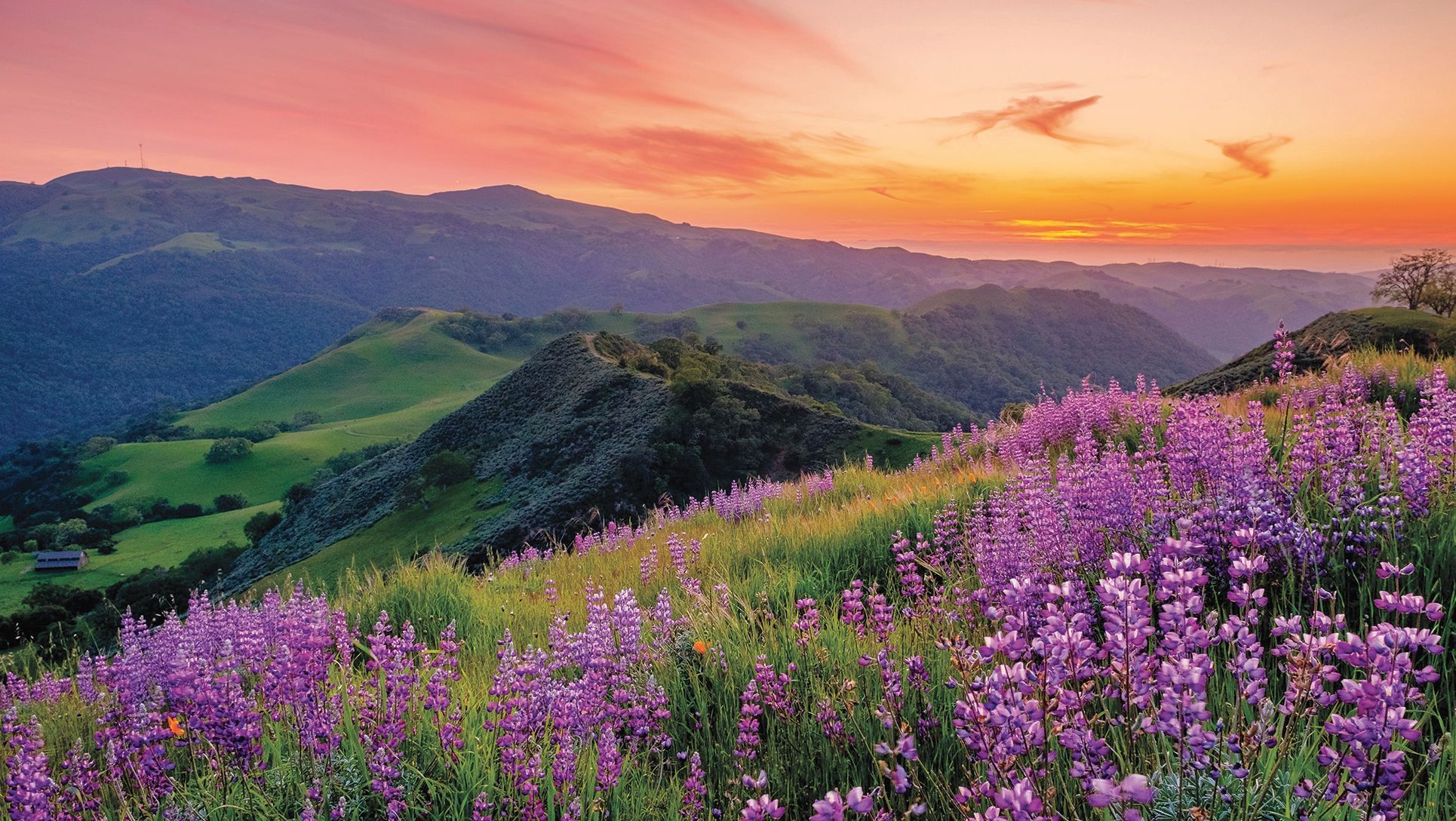 In bloom lupine overlooking the east bay hills during sunset.
