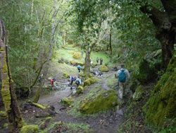 Hikers in the forest on the Ohlone Wilderness trail