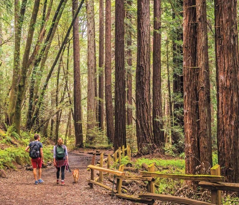 Hikers in the forest at Redwood
