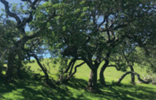 Oak trees in grasslands