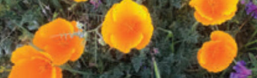 California Poppies