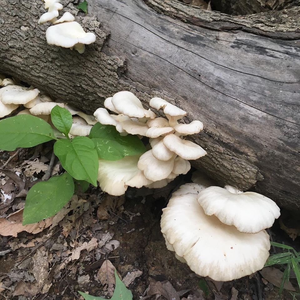 Photo of white mushrooms growing on a fallen log.