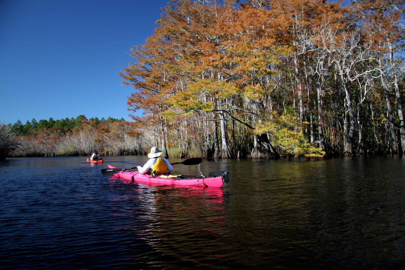 Paddling past golden Cypress on Graham Creek. Photo by Doug Alderson.