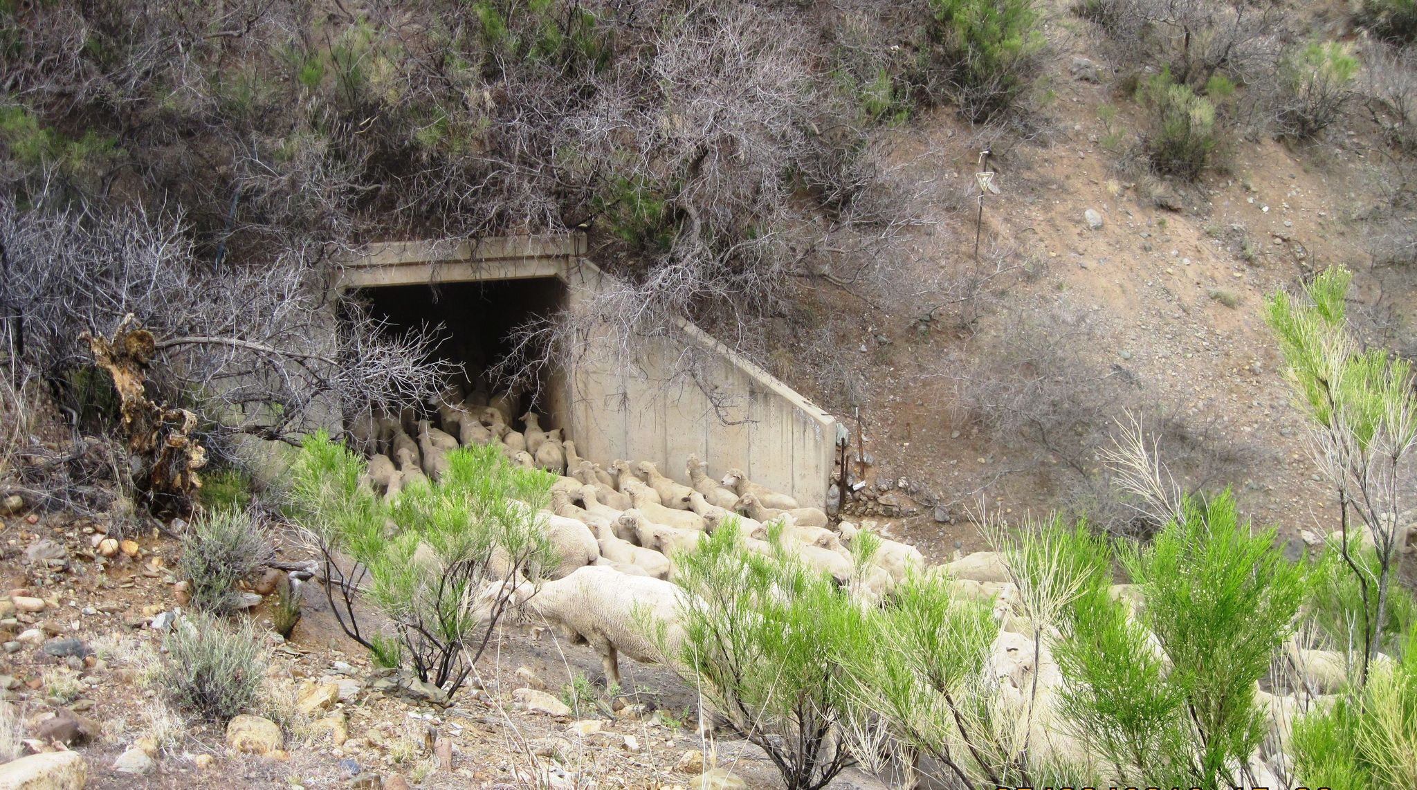 Historic use of the trail still continues.