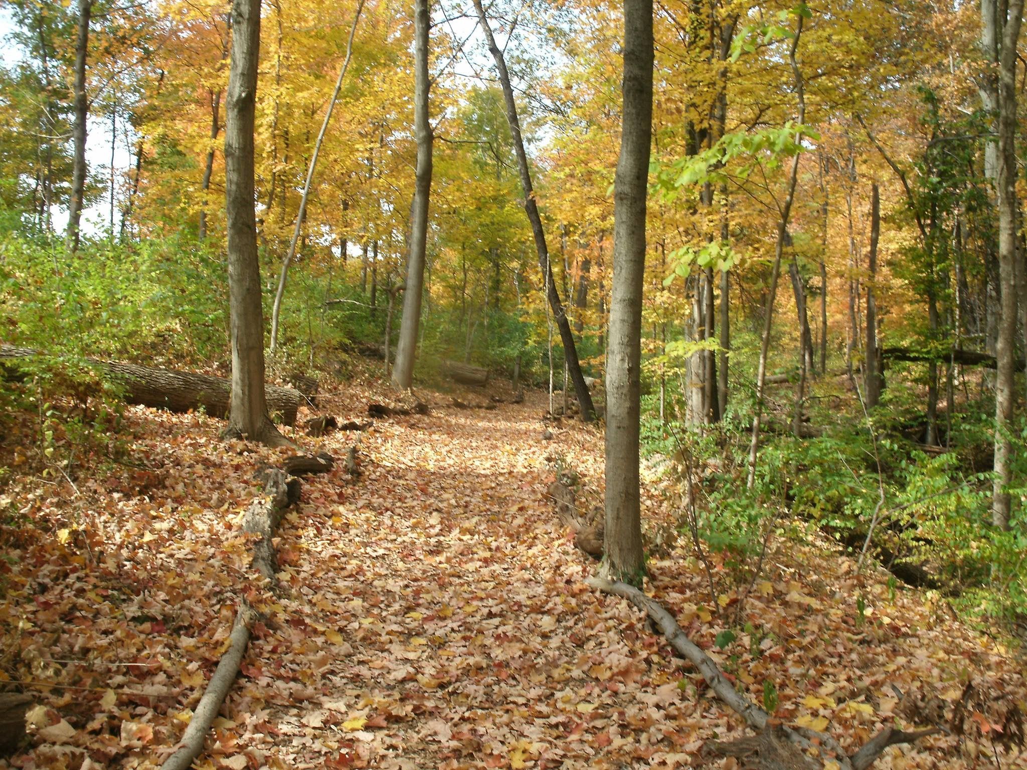 Fall foliage at the Caldwell Nature Preserve. Photo by Caldwell Nature Preserve.