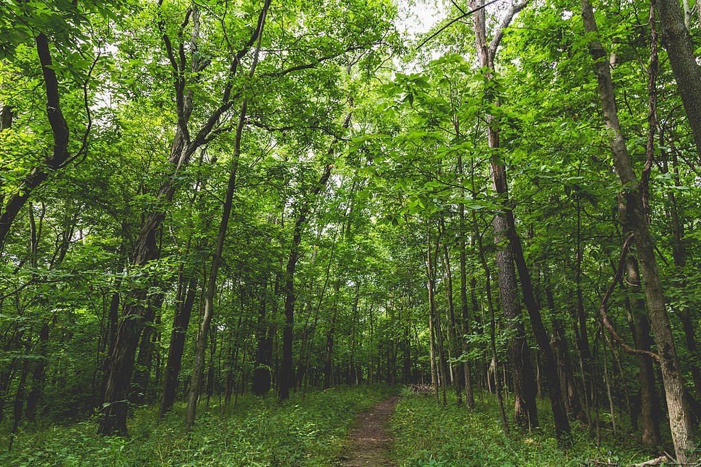 The Cedar Valley Nature Trail hiking trail at Sugar Bottom Recreation Area and campground near North Liberty, Iowa. Photo by Tony Webster.