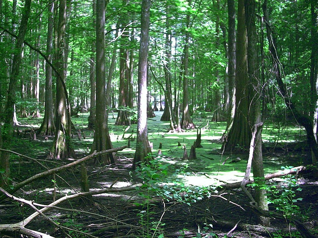 Chicot State Park. Photo by Richard Byrd/wiki.