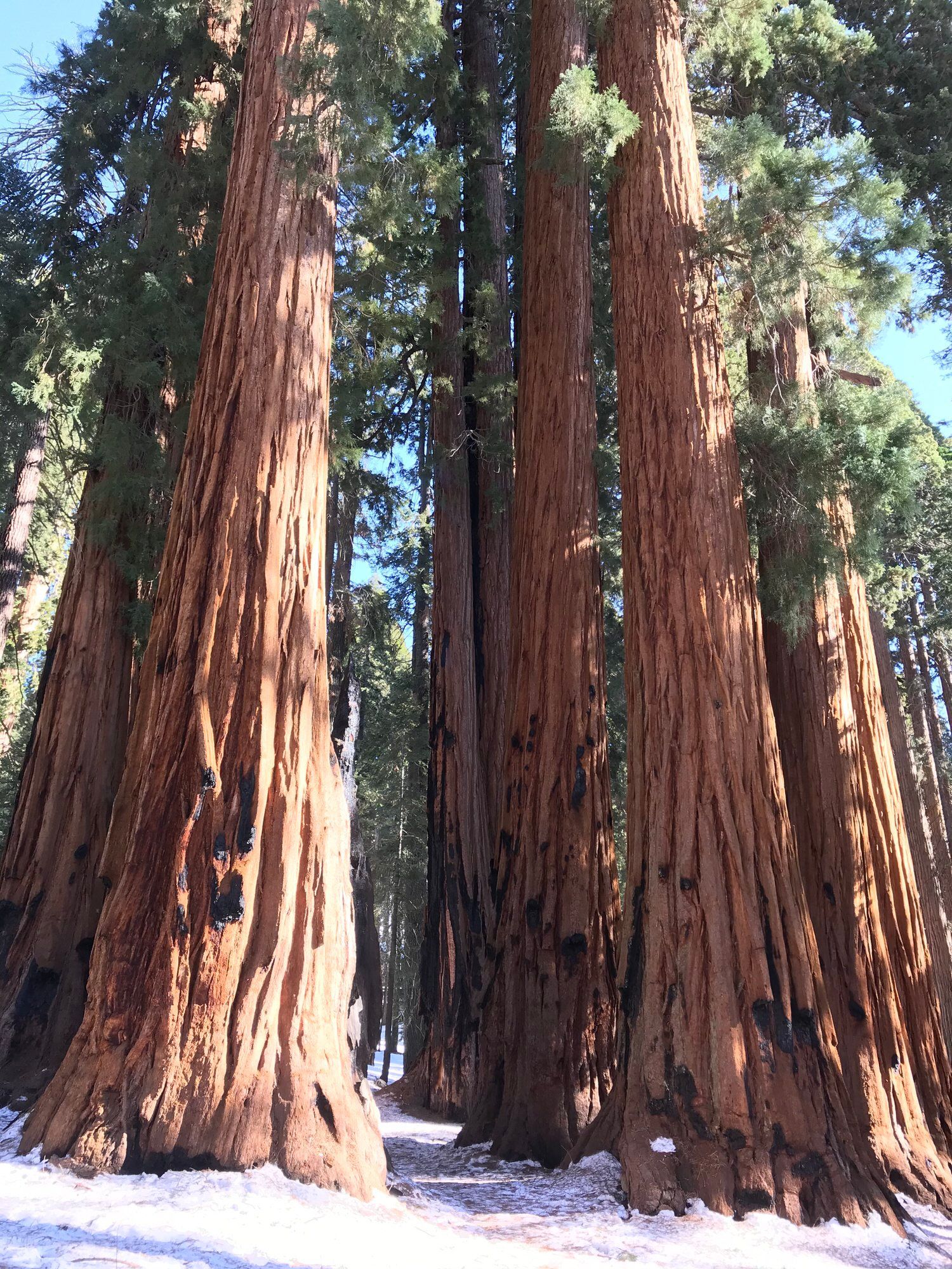 Groves of Sequoias along the trail. Photo by Pam Riches.