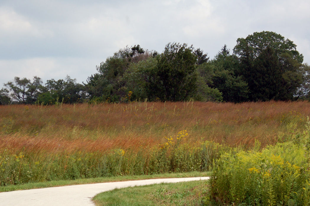 A stretch of the trail.