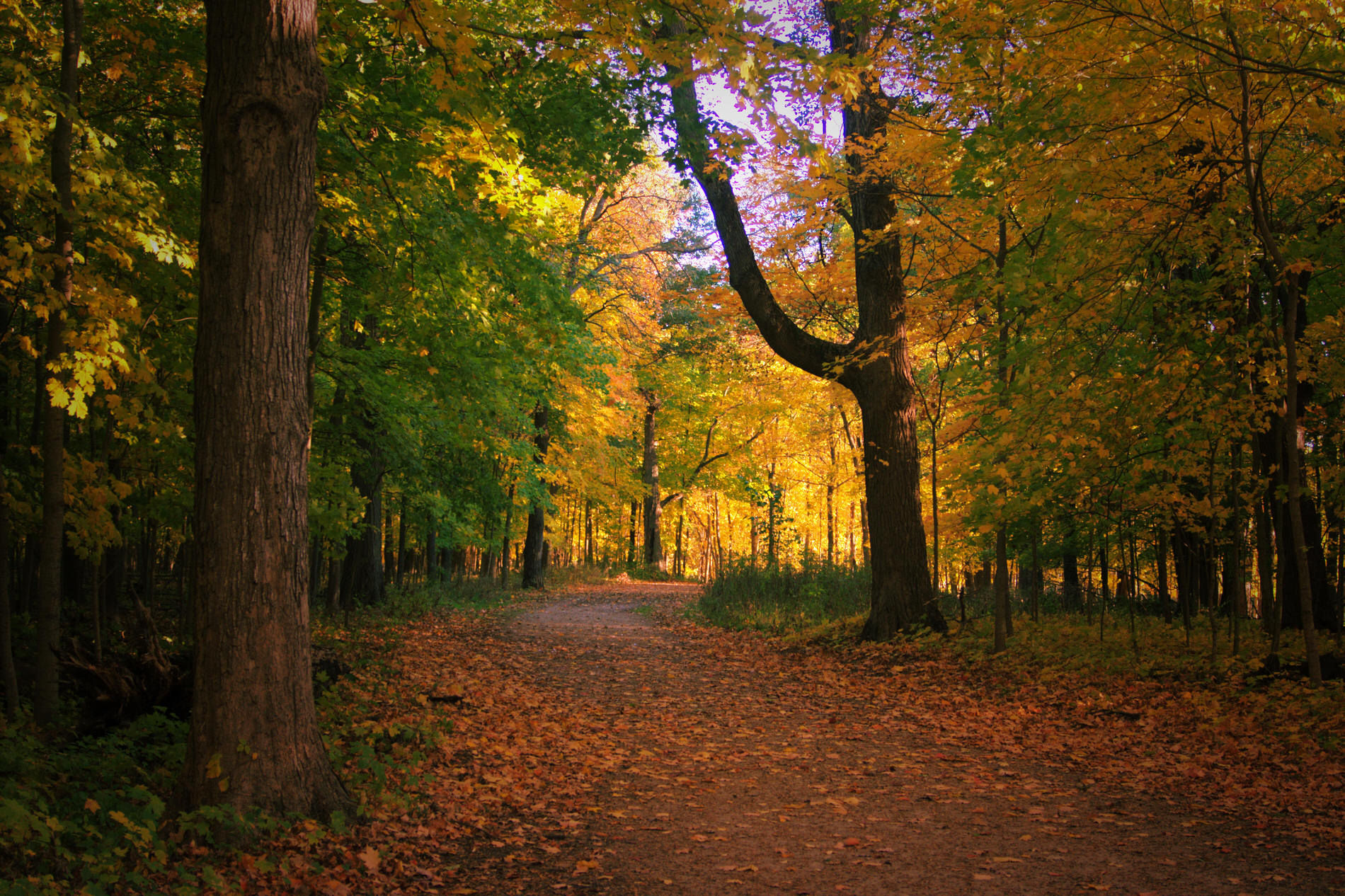 Des Plaines River Trail - Riverwoods IL