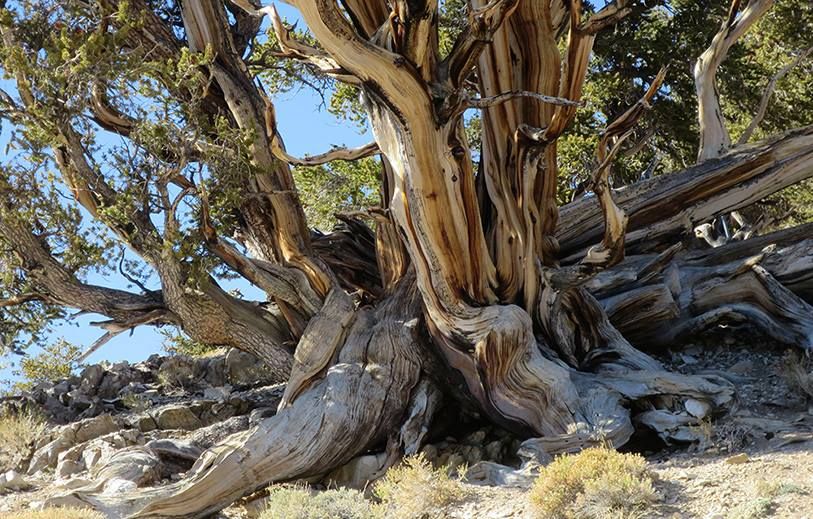 Ancient Bristlecone Pine. Photo by USFS.