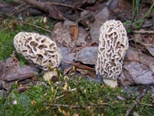 Morel mushrooms along Ferguson Bayou Nature Trail  (Photo by Greg Wendling)