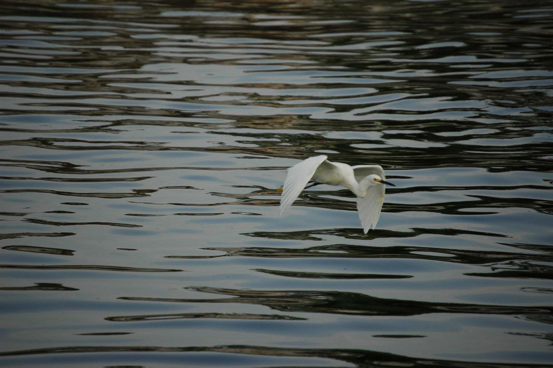 Egret at Seahorse Lake. Photo by Shirley Brown.