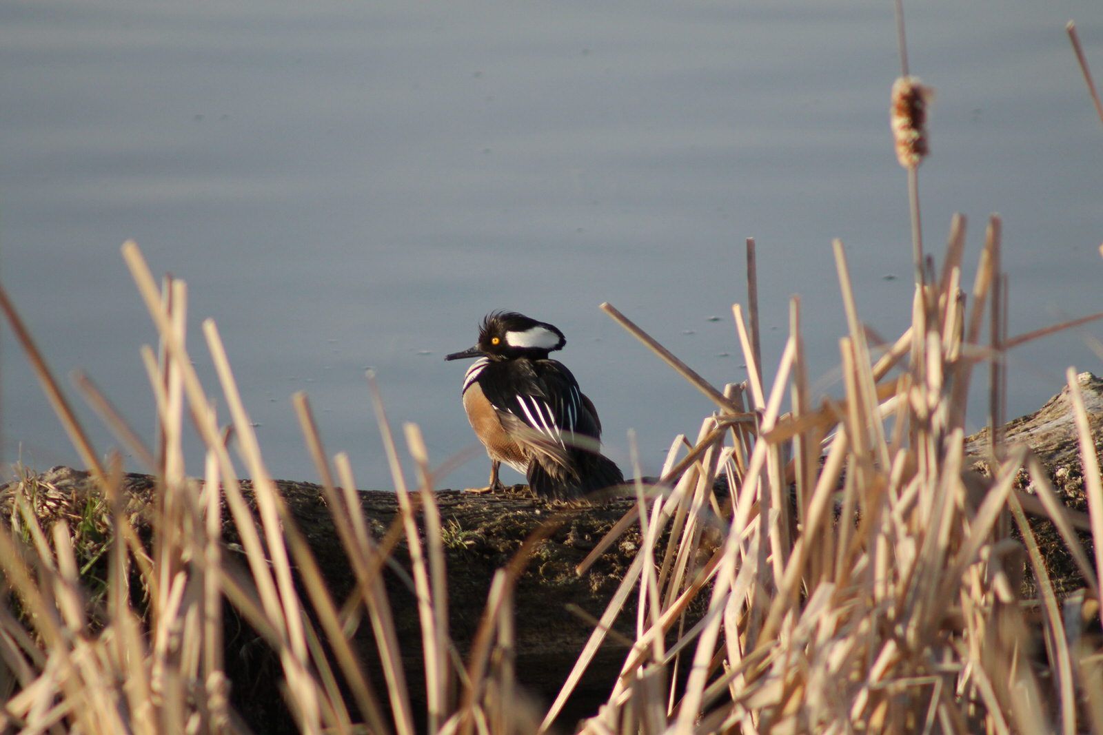 Hooded Merganser. Photo by Kimi Smith.