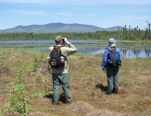 Wildlife watching at Little Cherry Pond