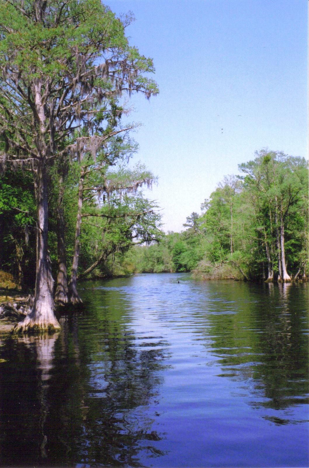 Lumber River State Park. Photo by Dincher wiki.