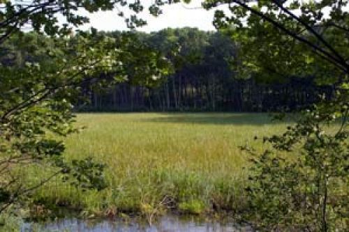 Wetlands along the trail where wild rice grows