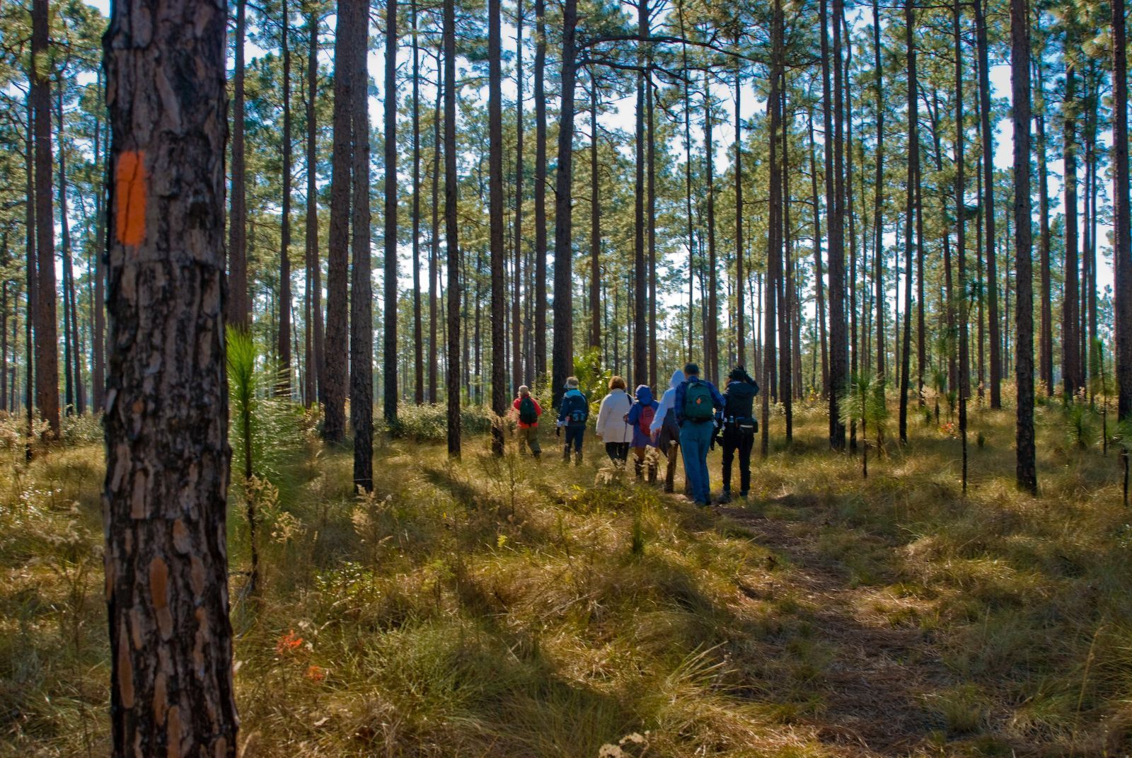 Hikers following orange blaze