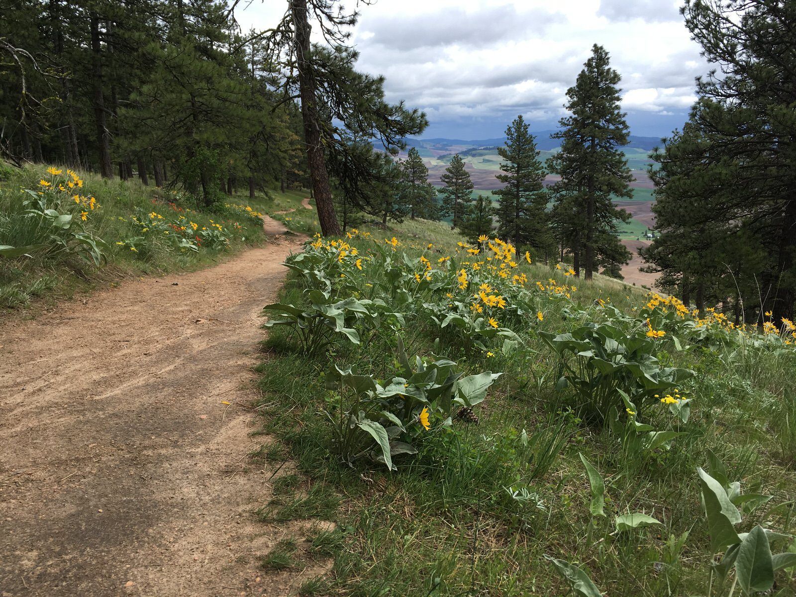 Wildflowers and great views of the Palouse Hills. Photo by Katie Rapp.