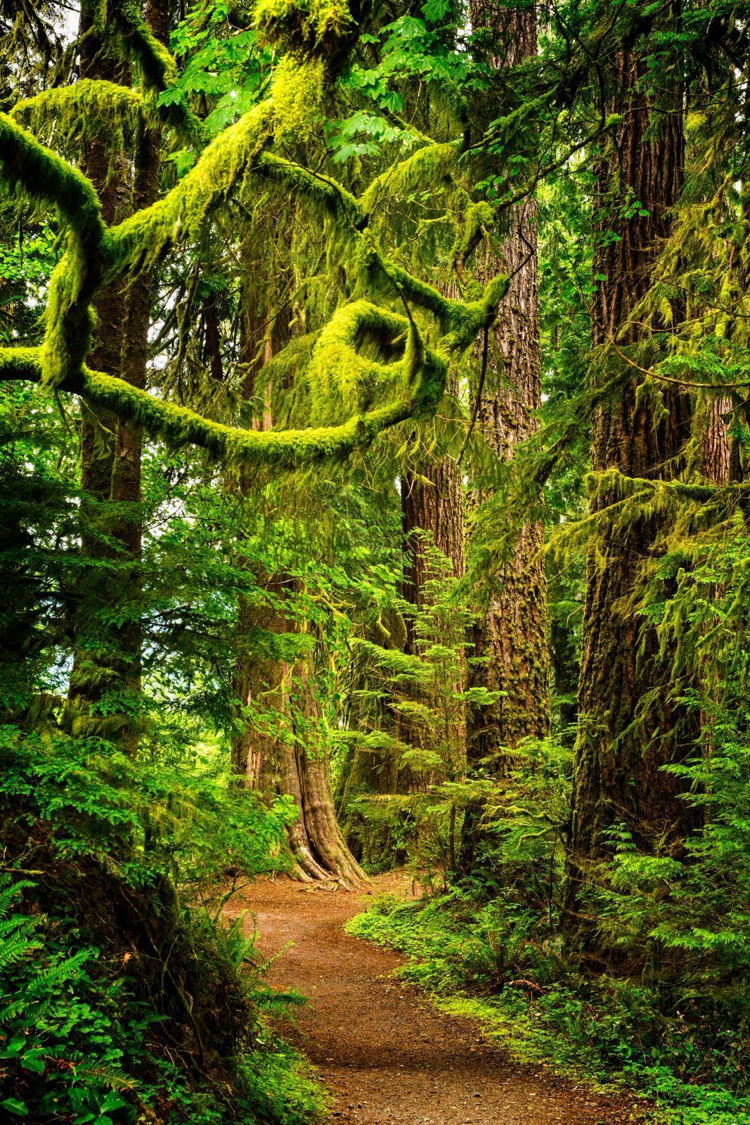 Large mossy spruce trees surround the trail. Photo by Debbie Biddle.