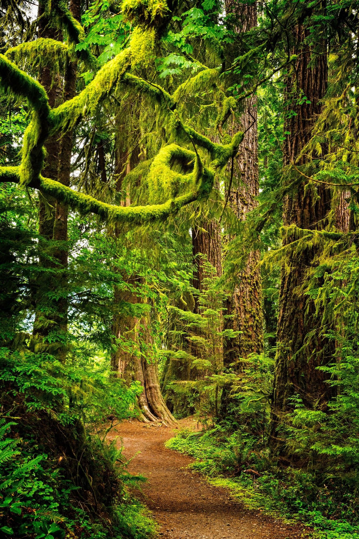 Rainforest area of the trail. Photo by Debbie Biddle.