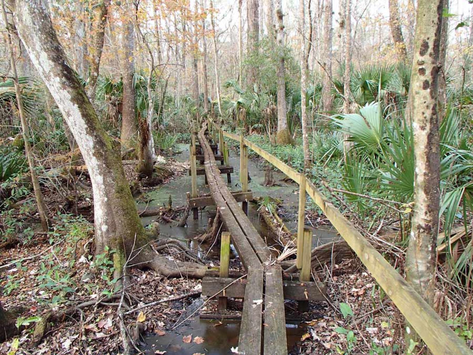 Boardwalk on the Rice Creek Trail, Florida; photo by Doug Alderson