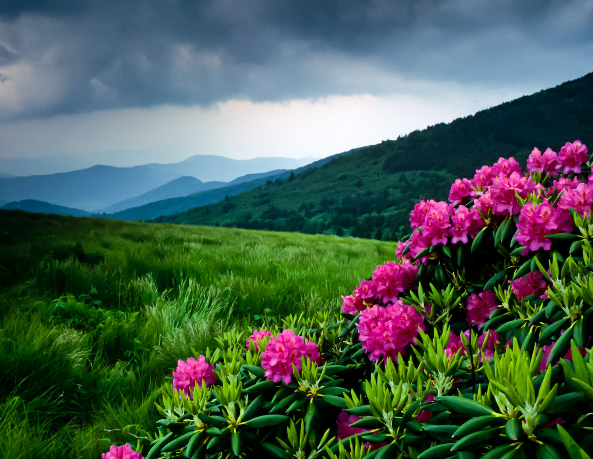 Catawba Rhododendrons on Roan Mountain. Photo by Bryan Hodges.