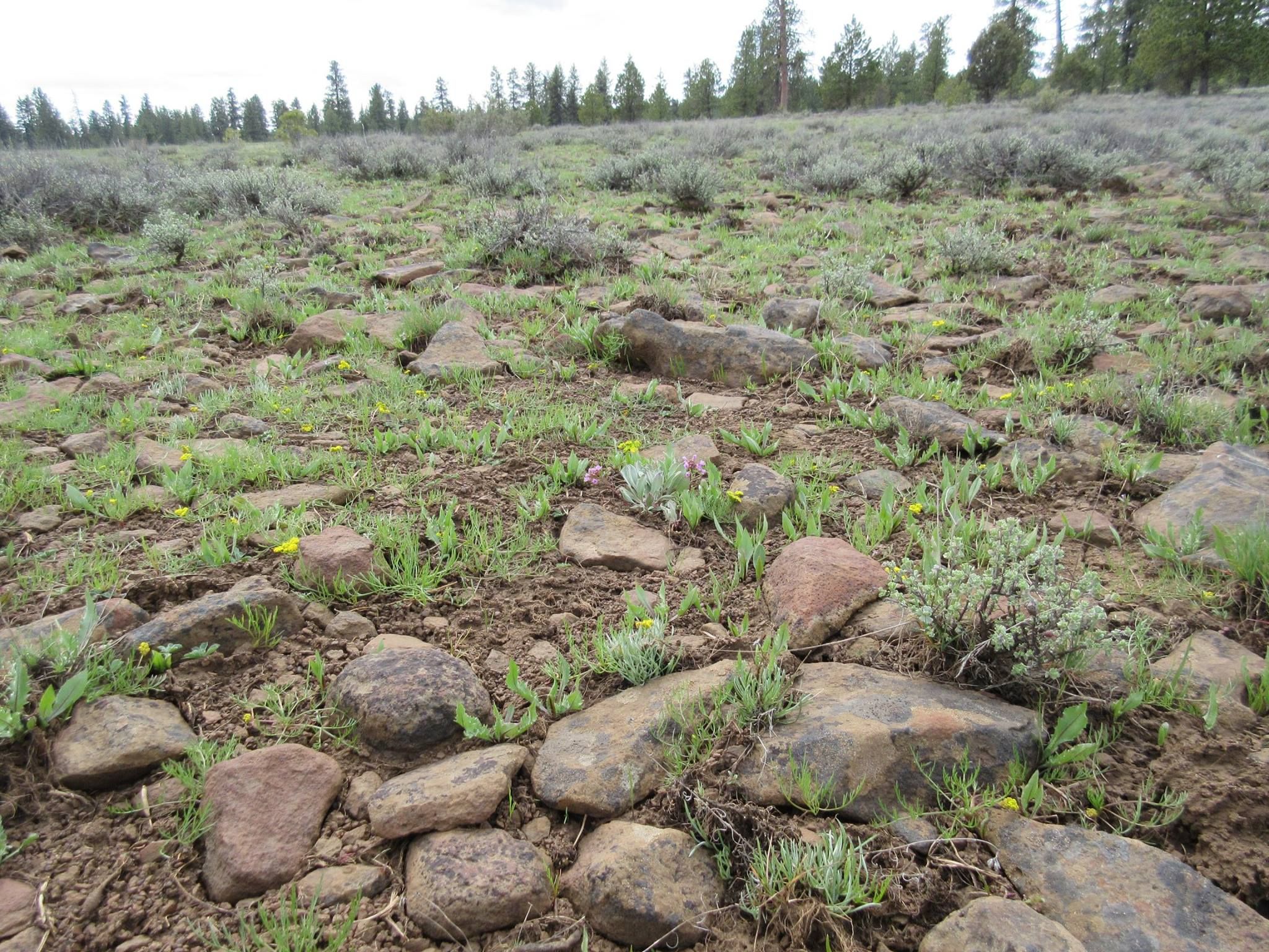 Wildflowers peeking thru the rock. Photo by USFS.