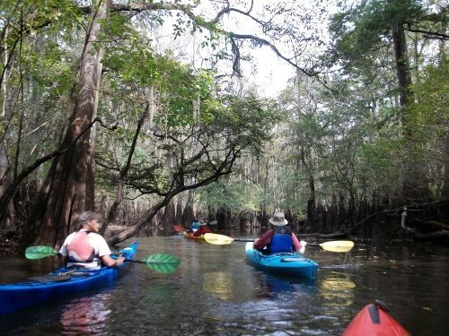 Cypress trees border the SC Revolutionary Rivers