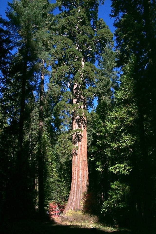 Photo pre-2017 Railroad Fire. Photo by USFS.