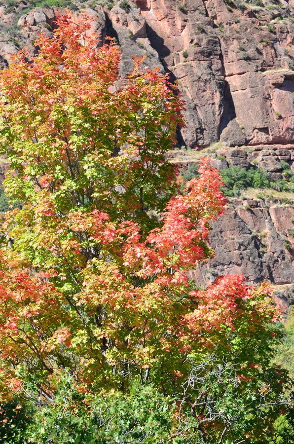 Fall colors at the Skyline-Big John Flat Trailhead. Photo by USDA Forest Service.