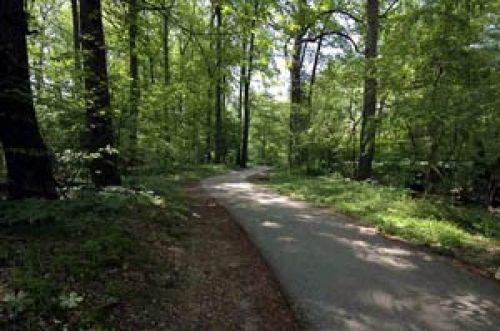 The Sligo Creek Trail runs through a flood plain forest