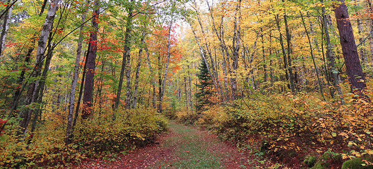 Fall scenery on the Taconite State Trail. Photo by Minnesota DNR.