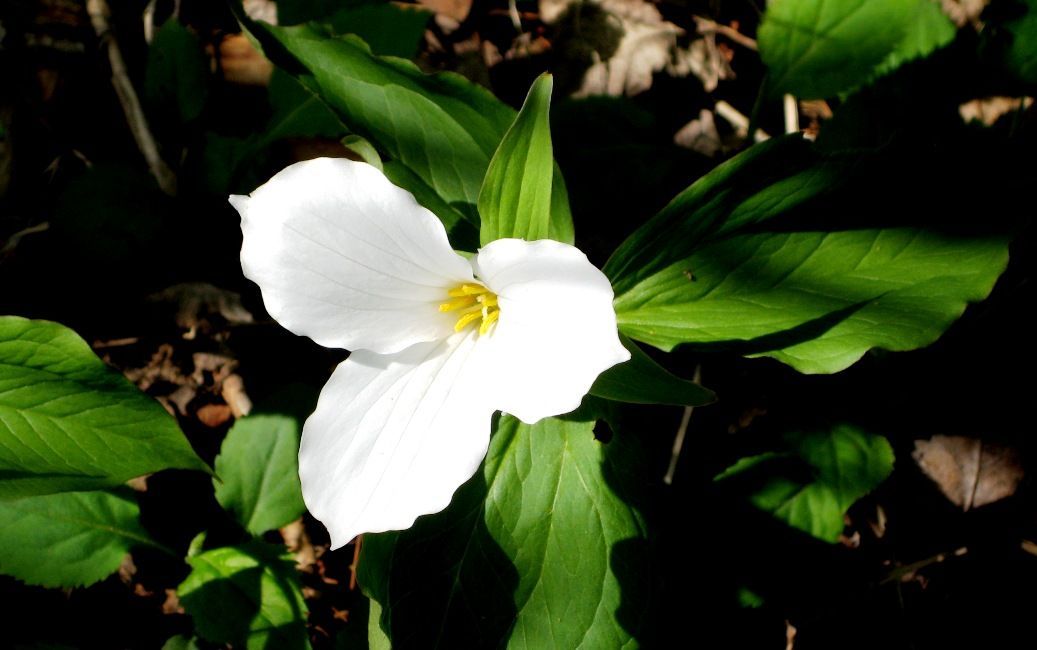 White trillium (Trillium grandiflorum). Photo by Dranrebedrali.