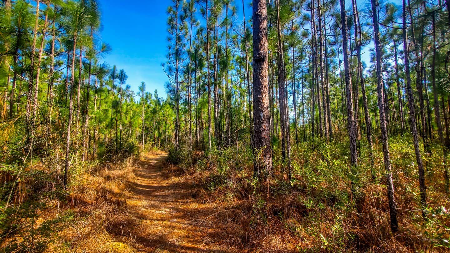 Trail covered in pine straw. Photo by Trey Cranford.